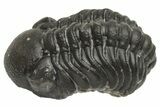 Wide, Curled Morocops Trilobite - Morocco #224224-1